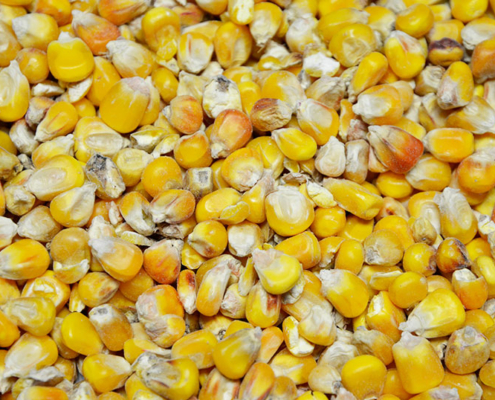 Hofladen Reier, Einzelfuttermittel Mais