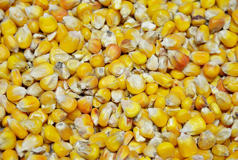 Hofladen Reier, Einzelfuttermittel Mais